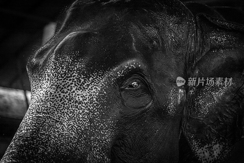 Asian elephant, Asiatic elephant, (Elephas maximus), Éléphant d'Asie, Thailand.